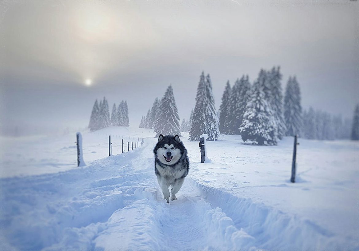 Les chiens du bonheur